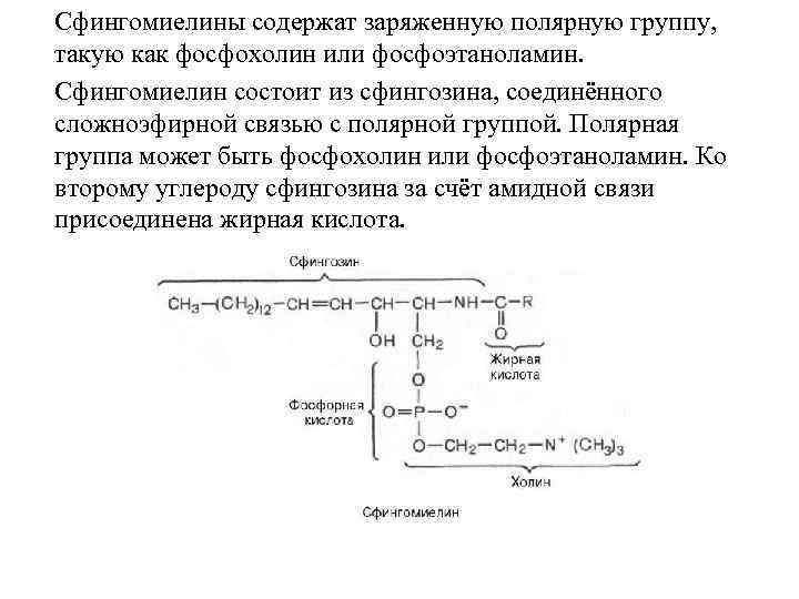 Сфингомиелины содержат заряженную полярную группу, такую как фосфохолин или фосфоэтаноламин. Сфингомиелин состоит из сфингозина,