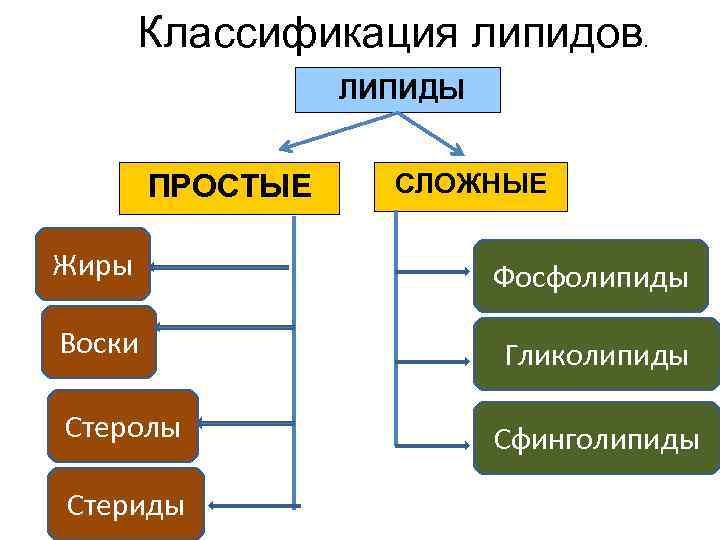 Классификация липидов. ЛИПИДЫ ПРОСТЫЕ СЛОЖНЫЕ Жиры Фосфолипиды Воски Гликолипиды Стеролы Стериды Сфинголипиды 