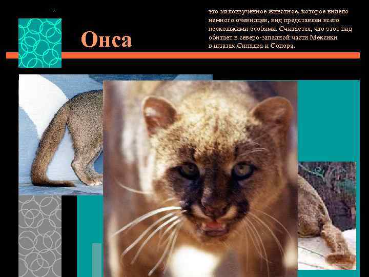 Онса это малоизученное животное, которое видело немного очевидцев, вид представлен всего несколькими особями. Считается,