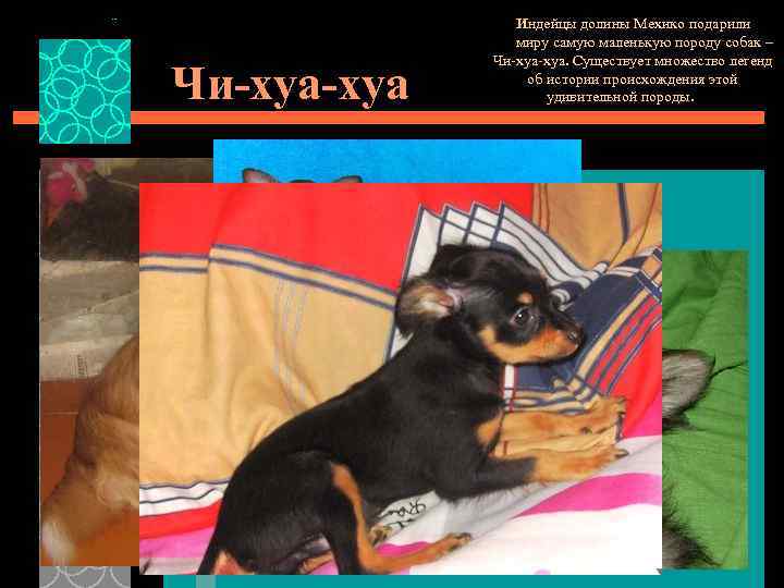 Чи-хуа Индейцы долины Мехико подарили миру самую маленькую породу собак – Чи-хуа. Существует множество