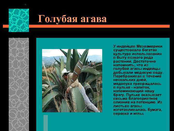 Голубая агава У индейцев Мезоамерики существовала богатая культура использования в быту всякого рода растений.