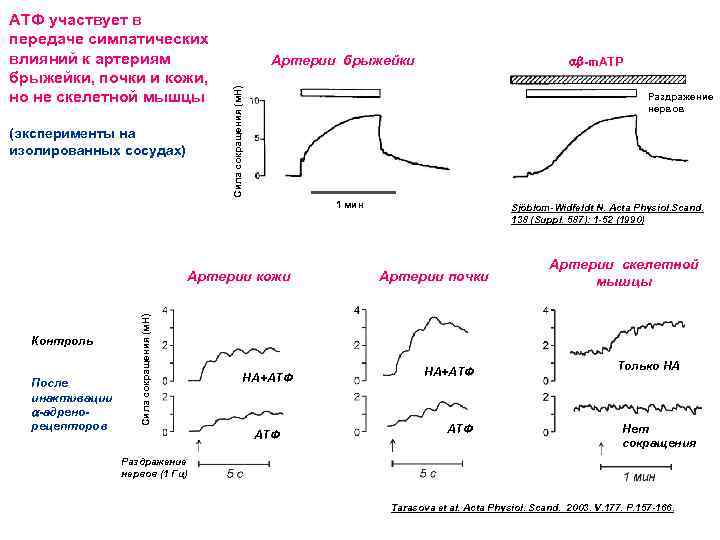 (эксперименты на изолированных сосудах) Артерии брыжейки ab-m. ATP Сила сокращения (м. Н) АТФ участвует