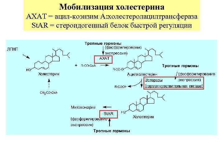  Функции гормональной формы витамина D 3: • Стимуляция всасывания ионов кальция и фосфата