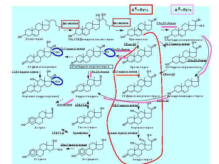 Ядерные рецепторы 