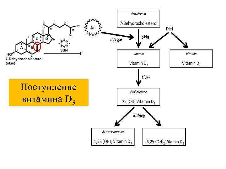  Эйкозаноиды (PG – простагландин) Простагландины: Стимуляция сокращений матки, бронхов, миокарда Подавление желудочной секреции,