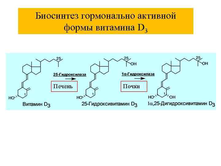  Пункты регуляторного воздействия на продукцию гормонов 1. Этапы биосинтеза 2. Секреция 3. Ритмичность