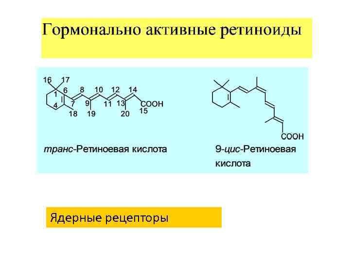  Эндокринная регуляция кортикотропной оси Нейропептид Y КРГ Вазопрессин АКТГ Холестерин Клетка коры надпочечников