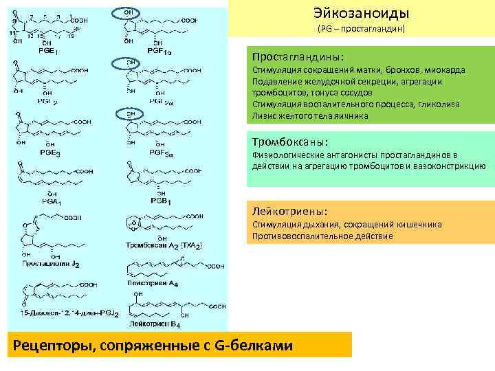  Паттерн секреции СТГ и роль половых стероидов Андрогены ♂ Эстрогены ♀ 3, 5