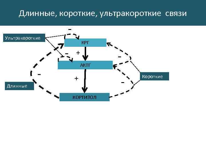 Постсекреторная динамика сигнальных соединений 