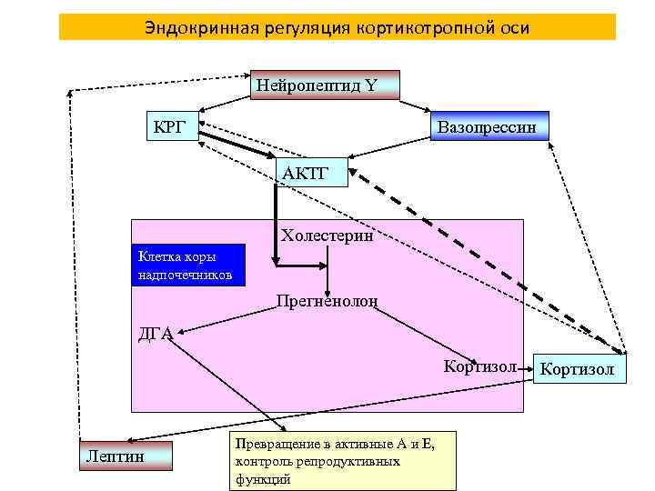  Интегральные показатели постсекреторной динамики гормонов: Полупериод выведения Скорость метаболического клиренса Эти параметры зависят