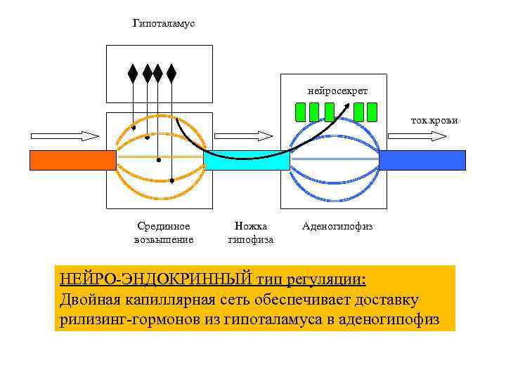  Специфические транспортные белки и их лиганды Транспортный белок Аббревиатура Лиганды Белки крови Стероидсвязывающие