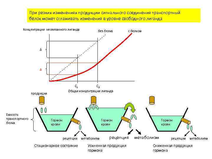  Регуляция активности ИФР протеазами, расщепляющими ИФР-связывающие белки • Простатоспецифический антиген (ПСА) (протеаза семейства