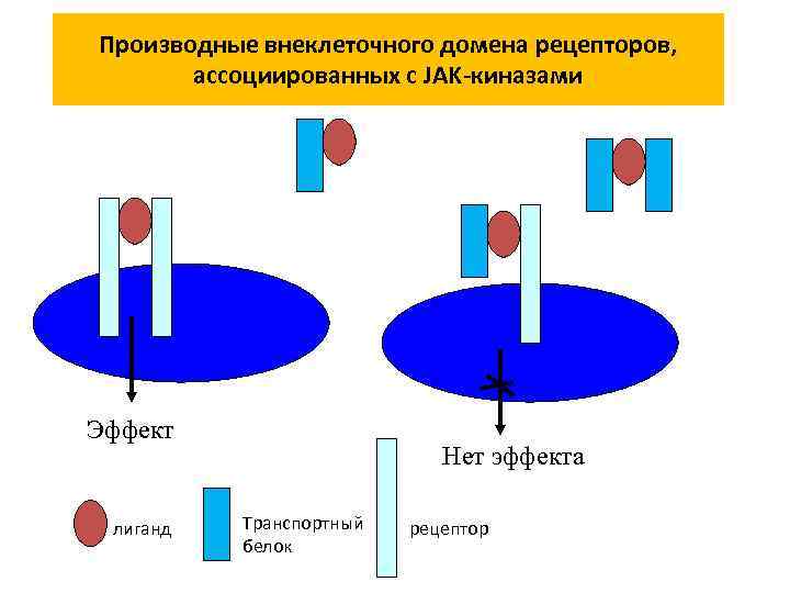 Особенности функций разных ИФР-СБ • ИФР-СБ-1 • Ингибирование и стимулирование активности ИФР •