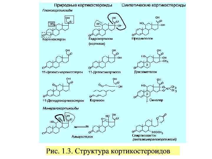 Функции андрогенов (тестостерона, 5 альфа-дигидротестостерона): • Программирование дифференцировки по мужскому типу репродуктивных органов, клеток