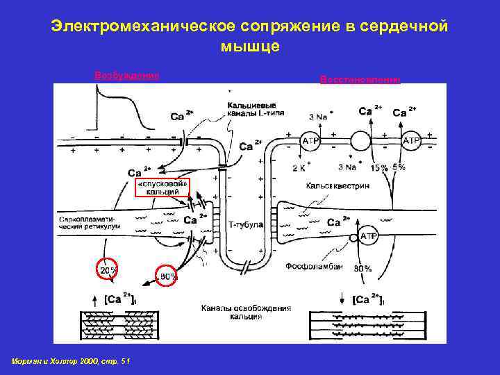 Схема электромеханического сопряжения в миокарде