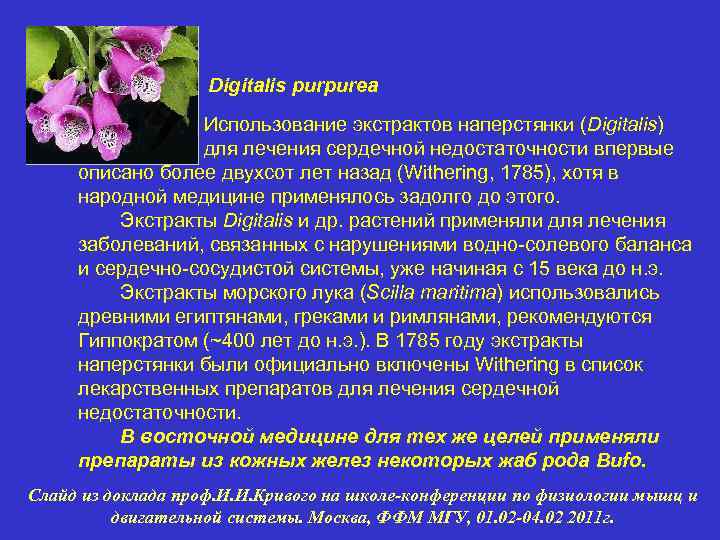 Digitalis purpurea Использование экстрактов наперстянки (Digitalis) для лечения сердечной недостаточности впервые описано более двухсот