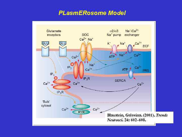 PLasm. ERosome Model Blaustein, Golovina. (2001). Trends Neurosci. 24: 602– 608. 