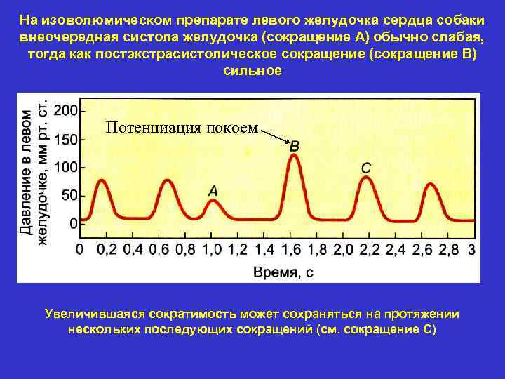 На изоволюмическом препарате левого желудочка сердца собаки внеочередная систола желудочка (сокращение А) обычно слабая,