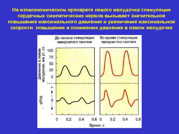 На изоволюмическом препарате левого желудочка стимуляция сердечных симпатических нервов вызывает значительное повышение максимального давления