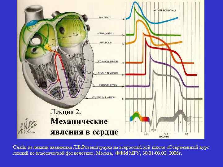 Лекция 2. Механические явления в сердце Слайд из лекции академика Л. В. Розенштрауха на