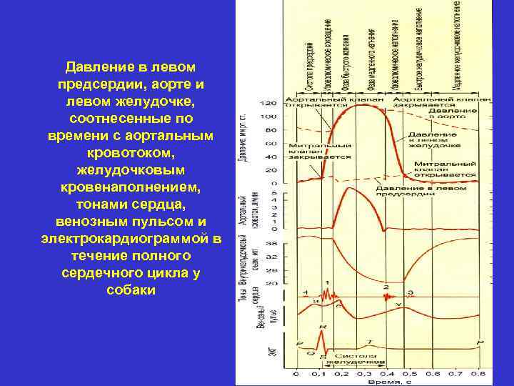 Картинки частота сердечных сокращений