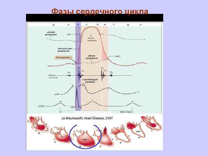 Фазы сердечного цикла из Braunwald's Heart Disease, 2007 