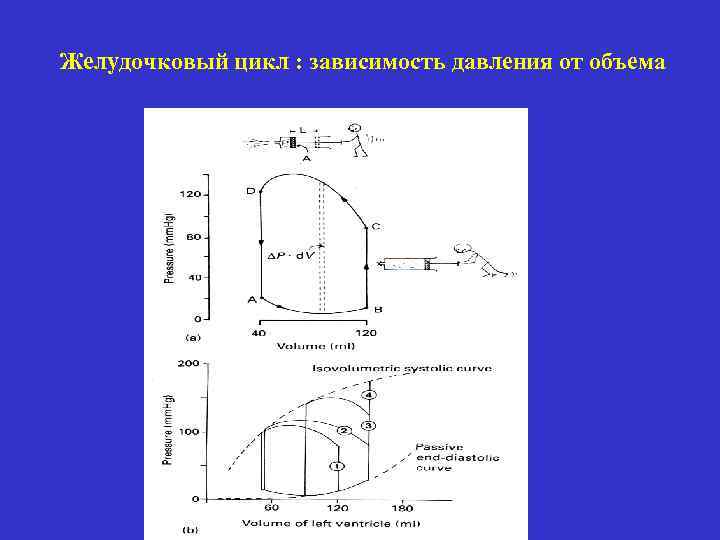 Желудочковый цикл : зависимость давления от объема 