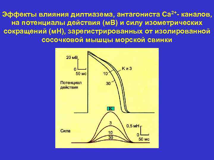 Эффекты влияния дилтиазема, антагониста Са 2+- каналов, на потенциалы действия (м. В) и силу