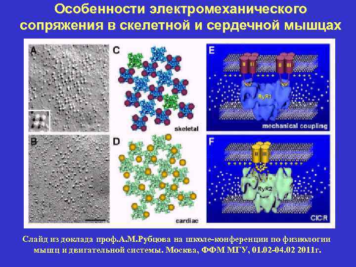 Особенности электромеханического сопряжения в скелетной и сердечной мышцах Слайд из доклада проф. А. М.