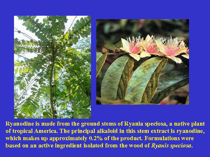 Ryanodine is made from the ground stems of Ryania speciosa, a native plant of