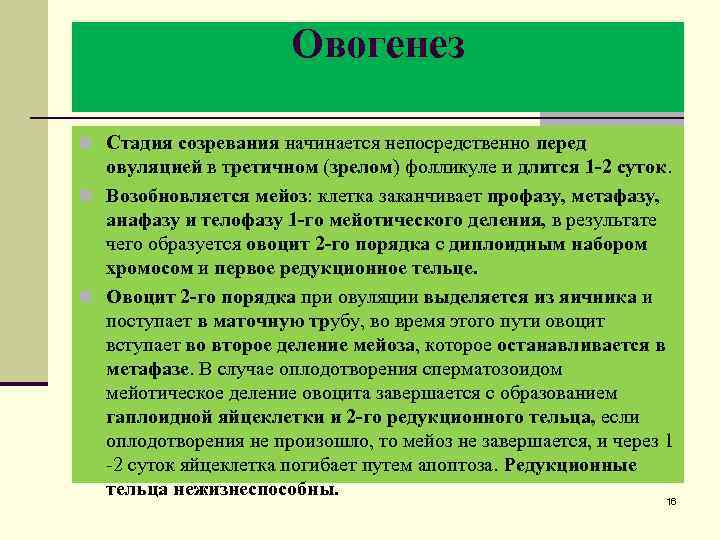 Овогенез n Стадия созревания начинается непосредственно перед овуляцией в третичном (зрелом) фолликуле и длится