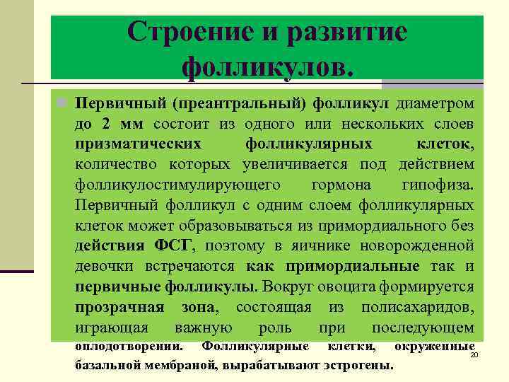 Строение и развитие фолликулов. n Первичный (преантральный) фолликул диаметром до 2 мм состоит из