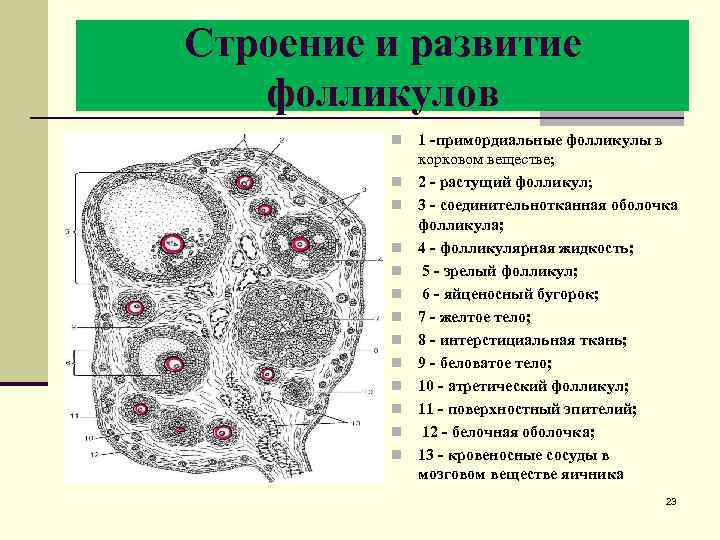 Развитие и строение. Строение фолликула.