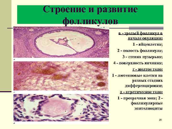 Строение и развитие фолликулов в - зрелый фолликул в начале овуляции: 1 - яйцеклетка;