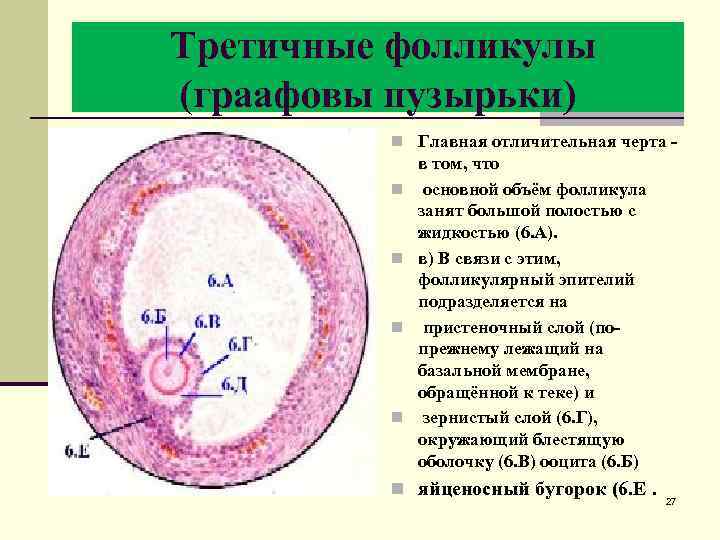  Третичные фолликулы (граафовы пузырьки) n Главная отличительная черта - n n в том,