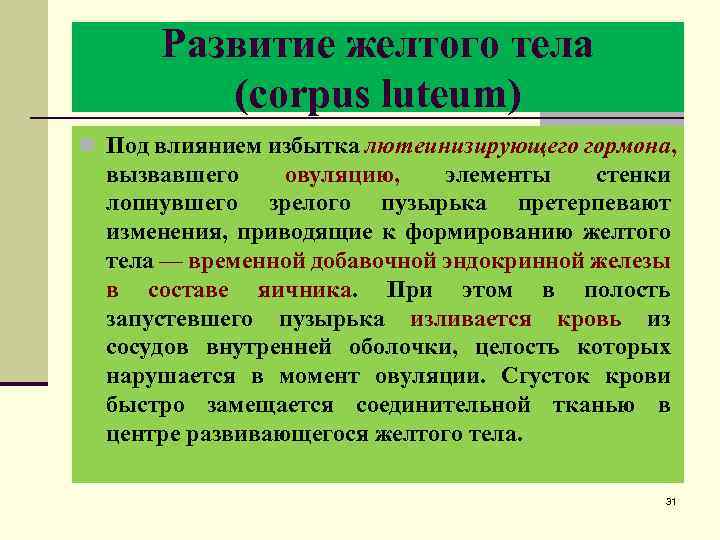 Развитие желтого тела (corpus luteum) n Под влиянием избытка лютеинизирующего гормона, вызвавшего овуляцию, элементы
