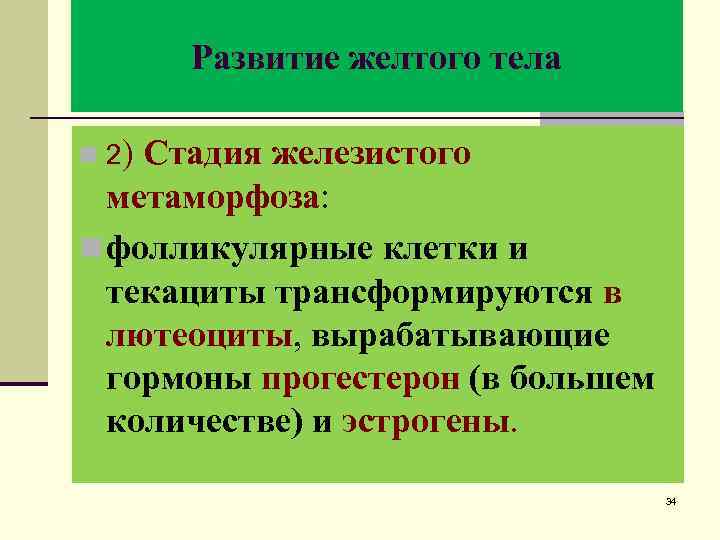 Развитие желтого тела n 2) Стадия железистого метаморфоза: n фолликулярные клетки и текациты трансформируются
