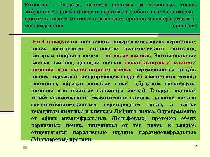 Развитие - Закладка половой системы на начальных этапах эмбриогенеза (до 6 -ой недели) протекает