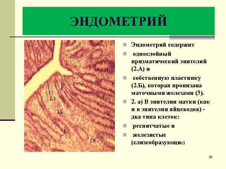 Виды эндометрия. Эпителий эндометрия матки. Строение эндометрия гистология.