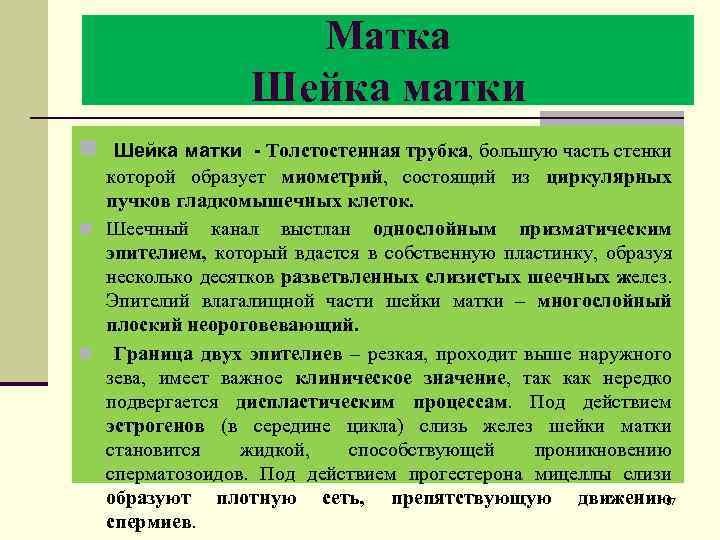 Матка Шейка матки n Шейка матки - Толстостенная трубка, большую часть стенки которой образует
