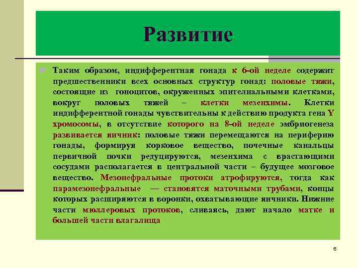 Развитие n Таким образом, индифферентная гонада к 6 -ой неделе содержит предшественники всех основных