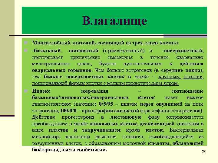 Влагалище n Многослойный эпителий, состоящий из трех слоев клеток: n -базальный, -шиповатый (промежуточный) и
