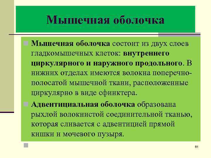 Мышечная оболочка n Мышечная оболочка состоит из двух слоев гладкомышечных клеток: внутреннего циркулярного и