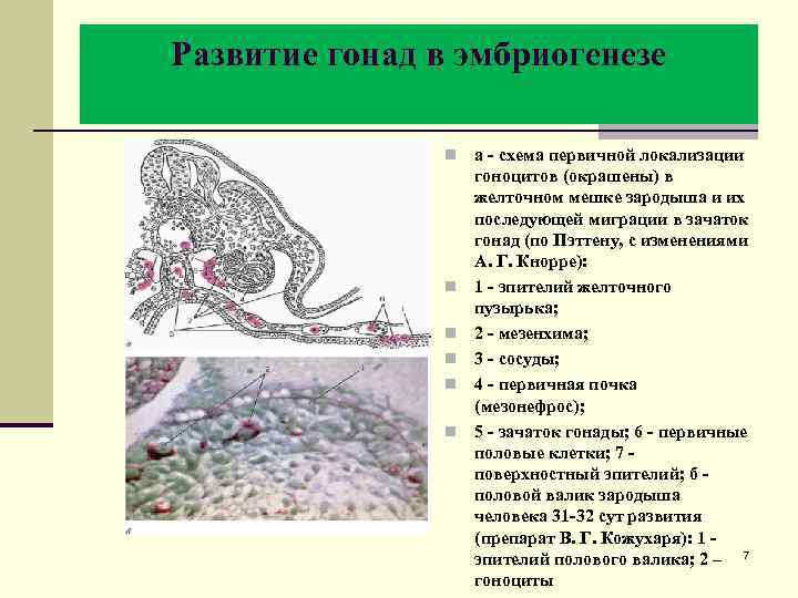 Гонады. Формирование гонад в эмбриогенезе. Эволюция гонад. Стадии развития гонад. Гонады в эмбриогенезе развиваются.