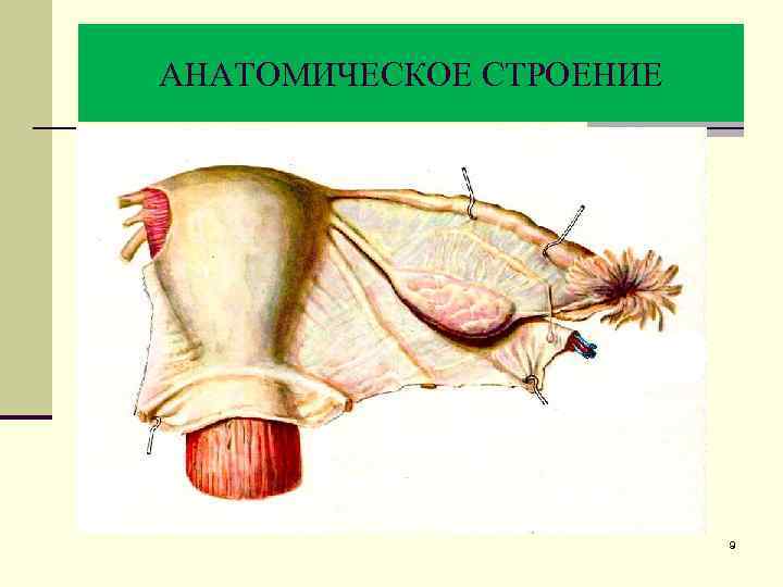 Яичник рисунок анатомия