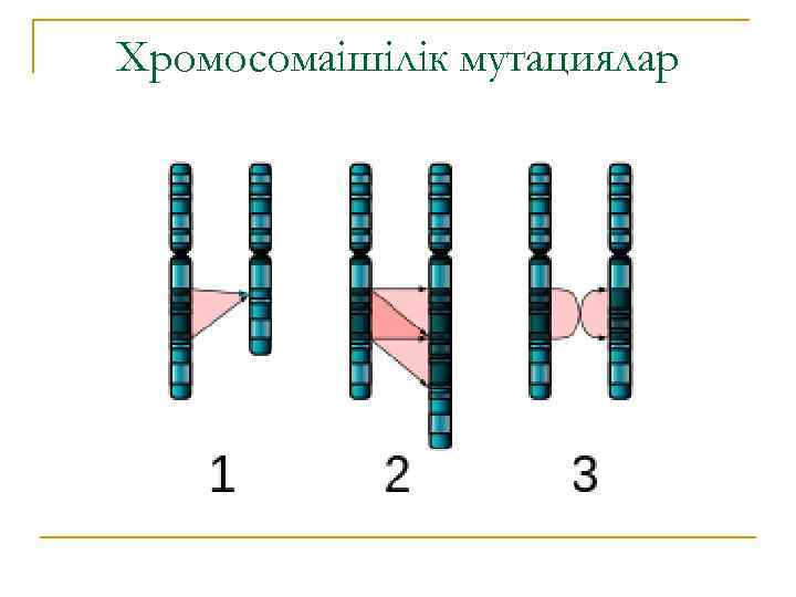 Хромосомаішілік мутациялар 