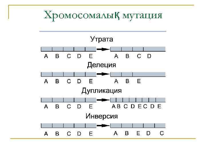 Хромосомалық мутация 