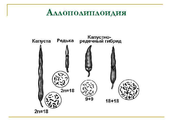 Аллополиплоидия 