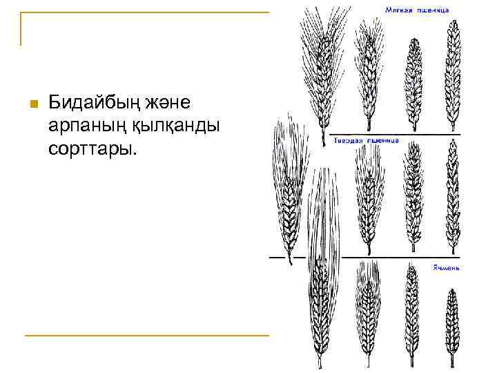 n Бидайбың және арпаның қылқанды сорттары. 