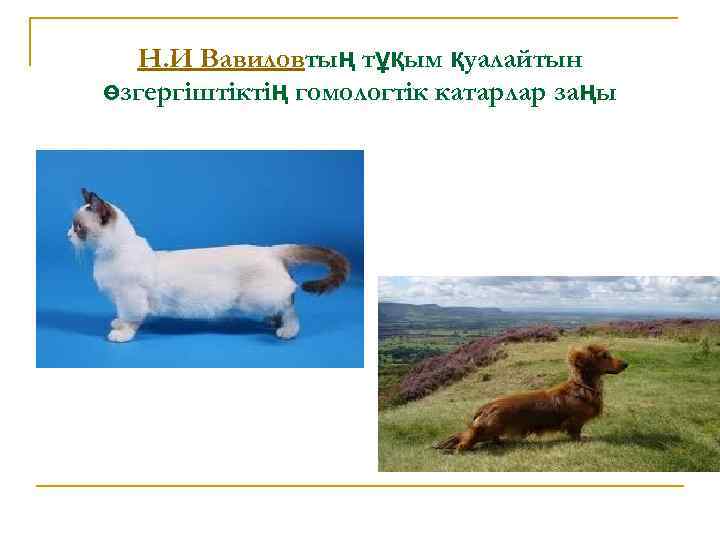 Н. И Вавиловтың тұқым қуалайтын өзгергіштіктің гомологтік катарлар заңы 